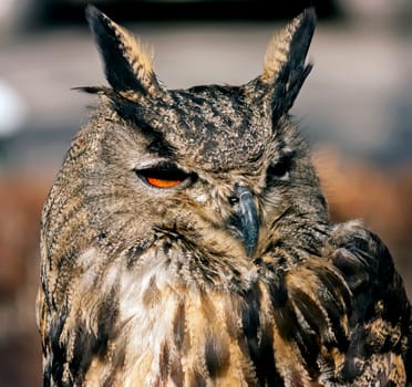 Old Owl Eyes close up.