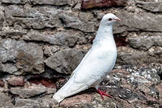 Wild white pigeon on the wall