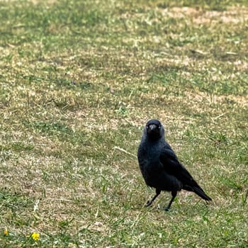 Coloeus monedula also known as the Eurasian, European or western jackdaw - Dover, Kent, United Kingdom