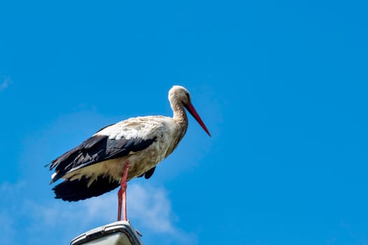 Adult white stork (Ciconia ciconia) on the street lamp - Choczewo, Pomerania, Poland