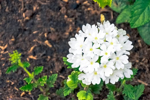 White verbena vera in French park