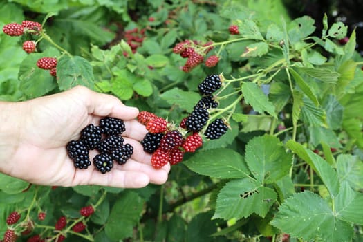 Brombeeren, Früchte in verschiedenen Stadien der Reifung