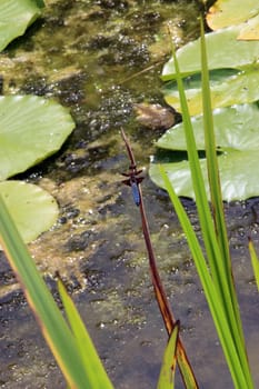 männlicher Plattbauch (Libellula depressa) am Garteteich eines naturnahen Gartens