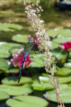 Große Königslibelle (Anax imperator) am Gartenteich eines naturnahen Gartens