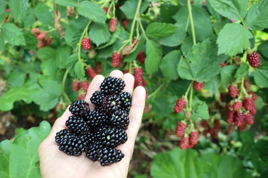 Brombeeren, Früchte in verschiedenen Stadien der Reifung