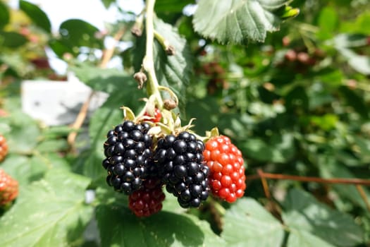 Brombeeren, Früchte in verschiedenen Stadien der Reifung