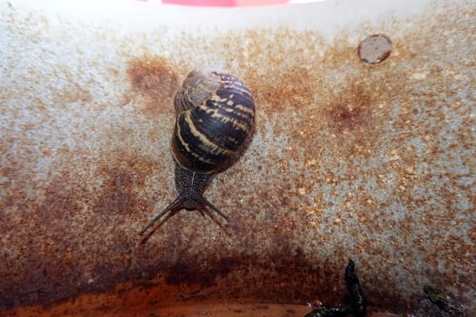 Gefleckte Weinbergschnecke - Cornu aspersum, Nordrhein-Westfalen, Deutschland, Weilerswist