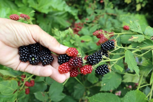 Brombeeren, Früchte in verschiedenen Stadien der Reifung