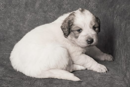 Cute white Bosnian shepherd puppy pet is sitting on gray background.