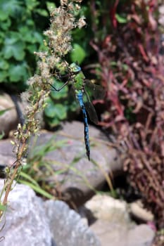 Große Königslibelle (Anax imperator) am Gartenteich eines naturnahen Gartens