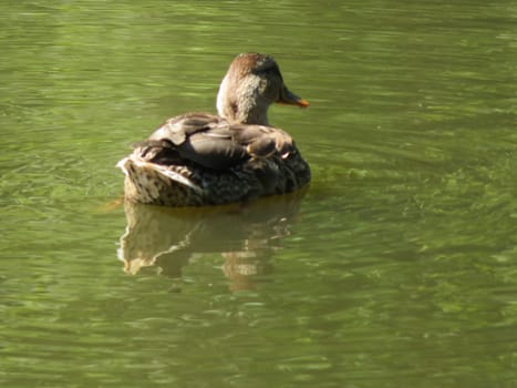 beautiful bird swimming in the water of the feathered duck pond