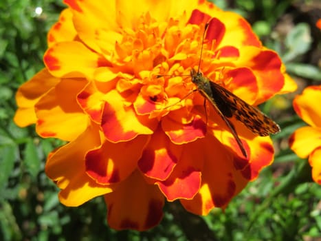 beautiful orange flower pollinated by a living nature butterfly