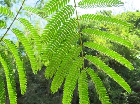 beautiful fern plant provide natural green shade