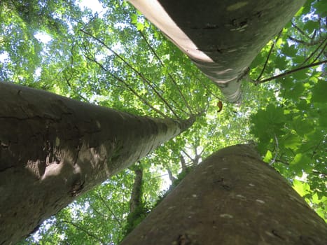 beautiful trees very tall large vertigo strong trunks wood shade