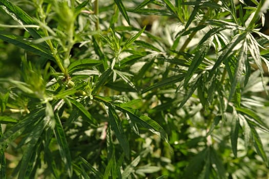 Bitter wormwood Artemisia absinthium bush grows in the wild.
