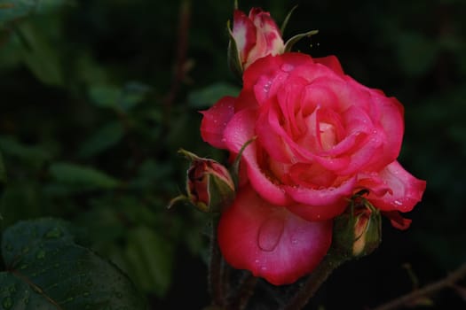 Pink rose with water drops and blured green leaves on background.