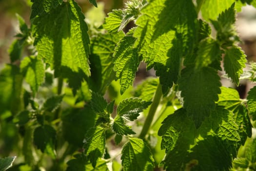 Nettle with fluffy green leaves. Medicinal plant nettle in sunlight.