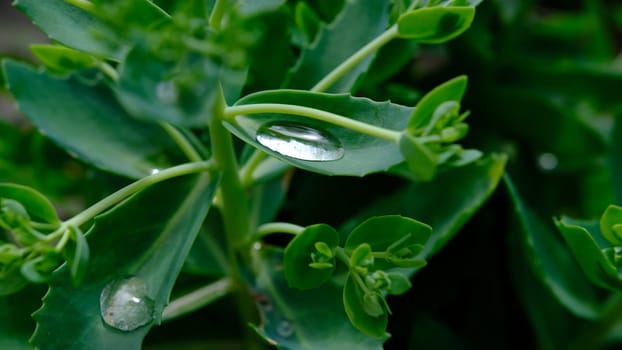 Grean Leaf Close up with water drop.