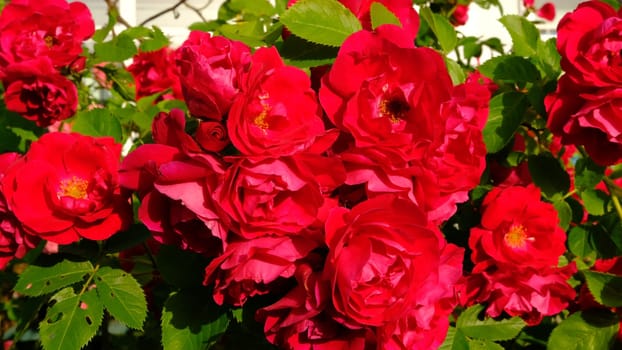Bouquet of fresh roses, flower bright background