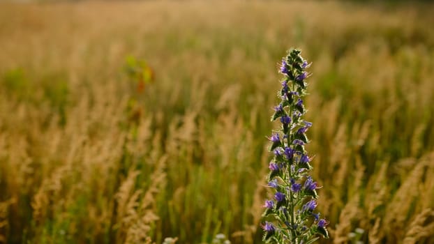 wild flowers and herbs on meadow field green grass blue cloudy pink gold yellow red sunset sky evening countryside hature landscape.