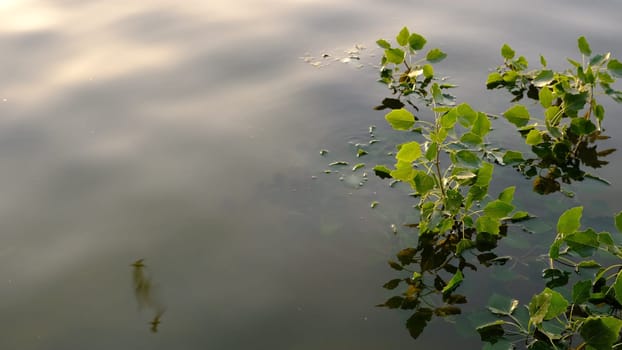 branches in water with fresh green leaves with over the water , relaxation with water concept.