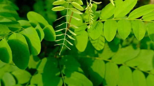 Acacia leaves in summer sunshine green beautiful leaves.