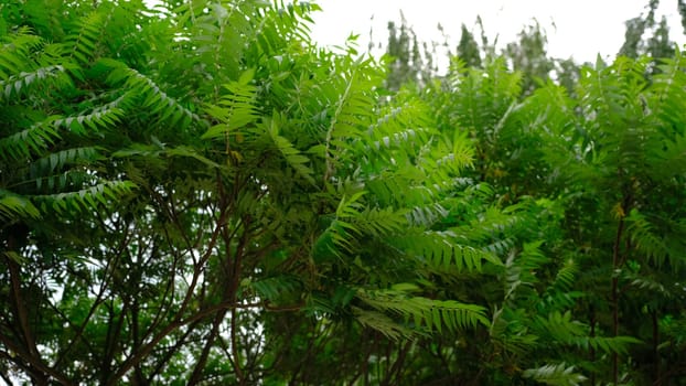 Tropical Background green tree shaking by the wind on a white background.