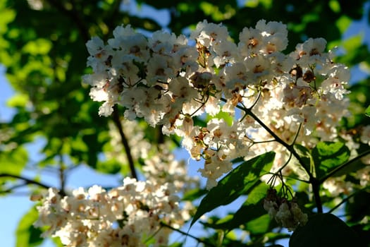 Flowers Catalpa bigon-like, Native American bean tree, Catalpa vulgaris, Catalpa lilac, cigar tree.