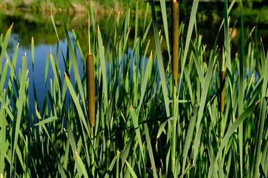 Green reeds hanging over the water sparkling and shimmering in the sun. Close-up with a blurred background