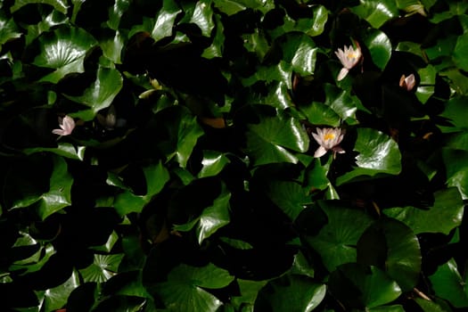 Top view of water lilies with white flowers in a pond.