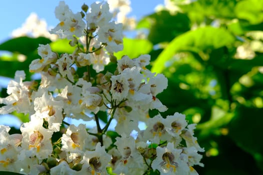 Flowers Catalpa bigon-like, Native American bean tree, Catalpa vulgaris, Catalpa lilac, cigar tree.