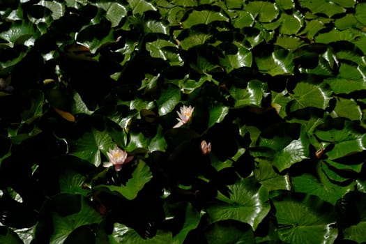 Top view of water lilies with white flowers in a pond.