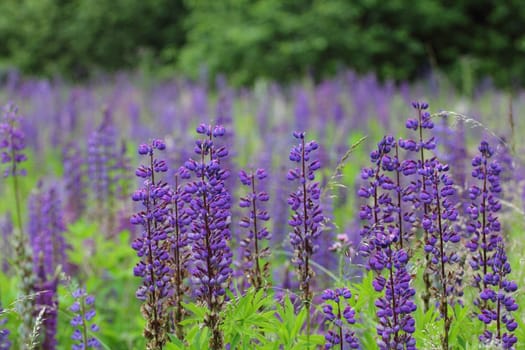 Lupins (Lupine), are a plant genus in the subfamily of the flowering plants (Faboideae).