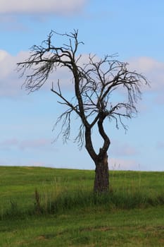 Dead tree with blue sky in the background.