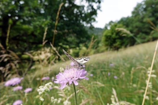 Schachbrett oder Damenbrett (Melanargia galathea) auf Acker-Witwenblume (Knautia arvensis, Syn. Scabiosa arvensis), Naturschutzgebiet Kuttenberg, Nordrhein-Westfalen, Deutschland, Bad Münstereifel