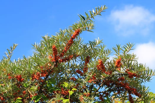 common sea-buckthorn  (Hippophae rhamnoides), is a plant species from the genus of the Sanddorne (Hippophae).Der Sanddorn (Hippophae rhamnoides), ist eine Pflanzenart aus der Gattung der Sanddorne (Hippophae) .