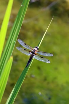 Vierfleck (Libellula, quadrimaculata) am Gartenteich eines naturnahen Gartens