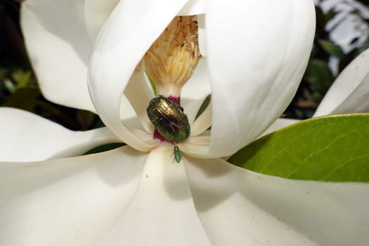 Goldglänzender Rosenkäfer (Cetonia aurata) und Glänzender Blütenprachtkäfer (Anthaxia nitidula) an der Blüte einer Immergrünen Magnolie (Magnolia grandiflora)