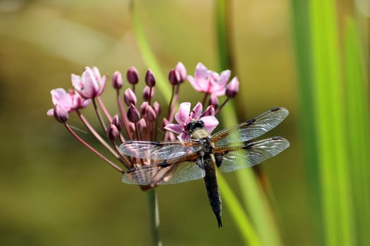 Vierfleck (Libellula, quadrimaculata) an einer Doldigen Schwanenblume (Butomus umbellatus) im naturnahen Garten