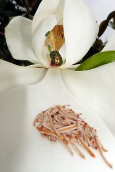 Goldglänzender Rosenkäfer (Cetonia aurata) und Glänzender Blütenprachtkäfer (Anthaxia nitidula) an der Blüte einer Immergrünen Magnolie (Magnolia grandiflora)
