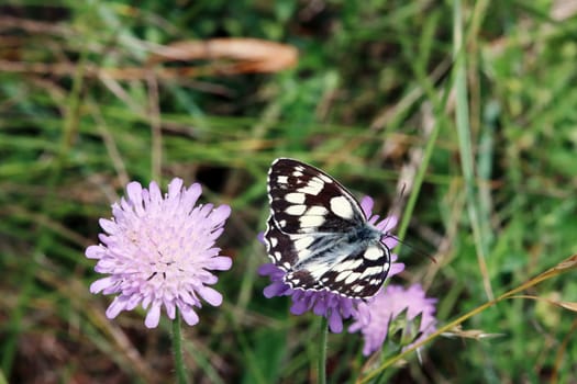 Schachbrett oder Damenbrett (Melanargia galathea) auf Acker-Witwenblume (Knautia arvensis, Syn. Scabiosa arvensis), Naturschutzgebiet Kuttenberg, Nordrhein-Westfalen, Deutschland, Bad Münstereifel