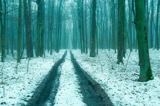 Dirt road through a misty winter forest, Okszow, Lubelskie, Poland