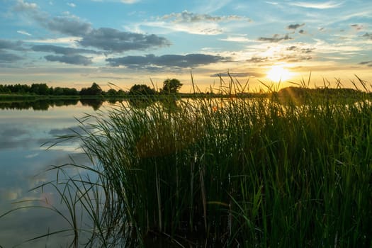 Green reeds on the shore of the lake and sunset, Stankow, Poland