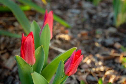 Close-up of pink tulips in the garden, spring day