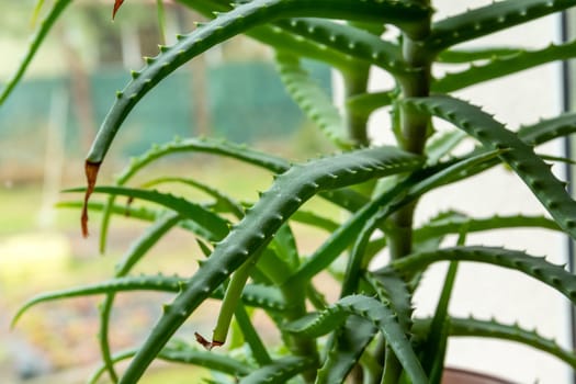 Many green leaves of aloe flower on the window