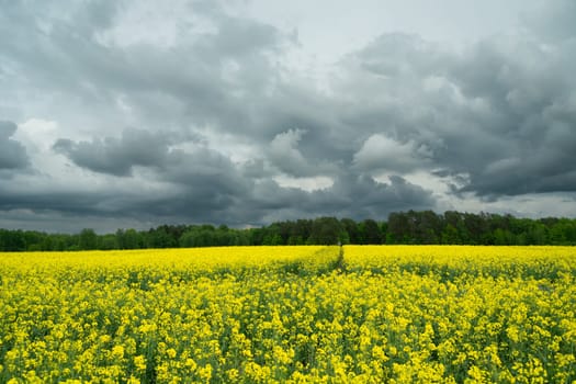 Dark cloudy sky over a blooming rape field, Zarzecze, Poland