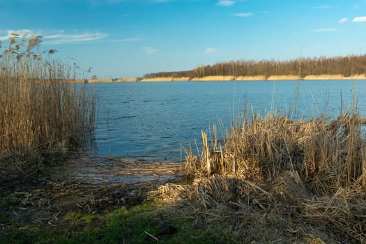 Dry reeds on the lake shore, spring view, Stankow, Poland