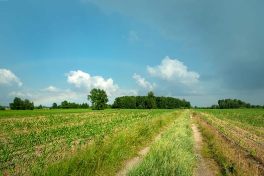 Rural road in young corn field and blue sky, eastern Poland