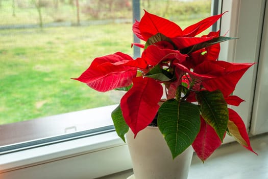 Red-green poinsettia flower in a white pot in window