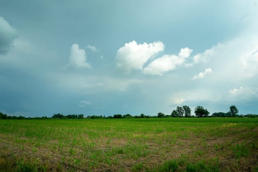Young corn field and the cloudy gray sky, eastern Poland